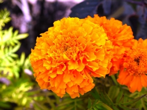 African Marigold - from seed