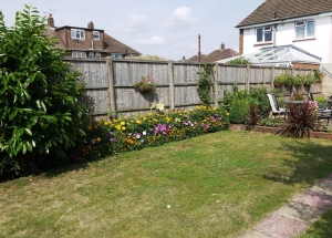 Main border - most flowers from seed