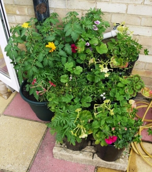 Even more pots! All from seed