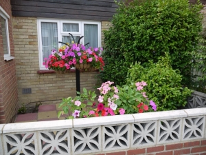 Hanging basket tree and trough planter hiding behind the wall - all from seed