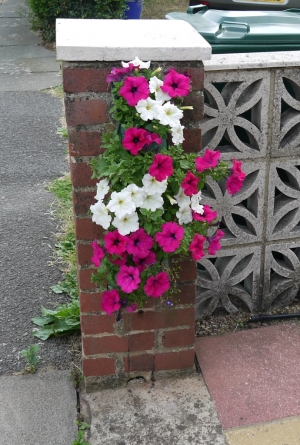 Plant bag to brighten up driveway entrance