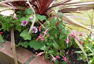 Hardy Fuchsia