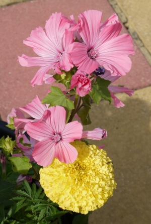 Lavatera Novella Rose & African Marigold (from seed)