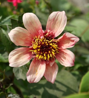 Dahlia Bishops Children (from seed)