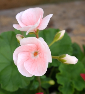 Geranium Maverick starting to flower (from seed)