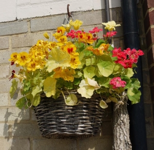 Nasturtium basket - still trying to decide on a final location! (from seed)