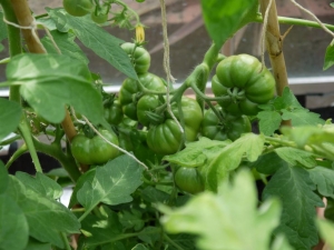 Marmande tomatoes (from seed)