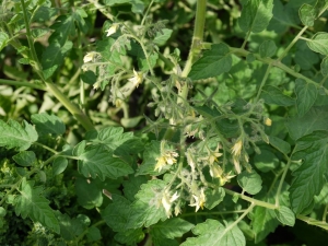 Ailsa Craig truss with loads of flowers (outdoor, from seed)