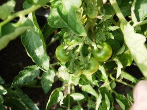 Ailsa Craig fruit setting (outdoor, from seed)