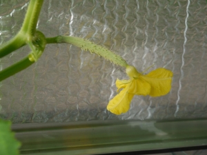 Cucumber Telegraph fruiting (from seed)