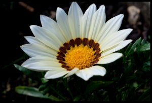 Garden Plants