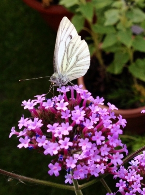 The butterflies loved this plant.