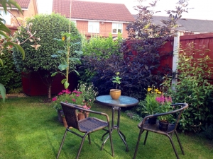 I found that oak tree growing in my gutter! (Pot on table.)