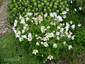 Palustris Garden May 2014