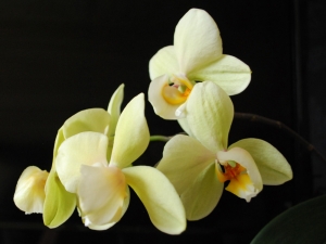 Orchids