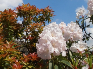 My Garden In Springtime