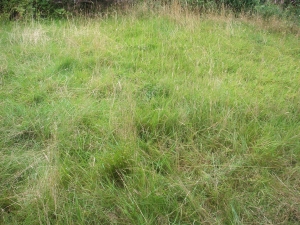 Lone Northern Lass' disastrous lawn!