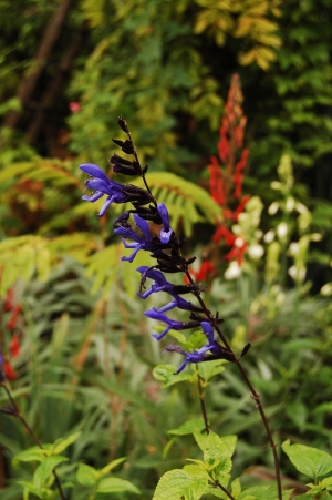 Salvia