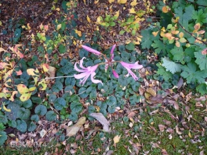 Palustris' Garden October 2014