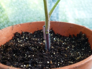 2014 Tomato grafting effort