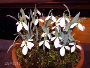 Loughborough AGS Show March 2015