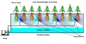 Hydroponic Systems