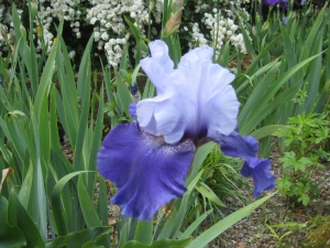 Jen's iris and daylilies