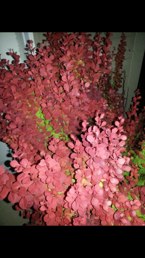 pink leaf bush