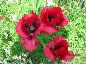 I love my Poppies