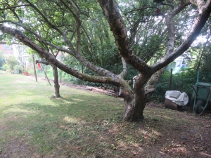 Two apple trees at the bottom of the garden