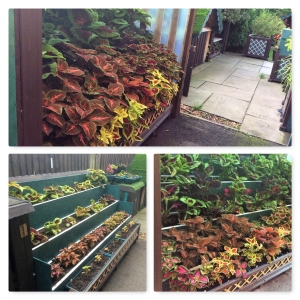 My Coleus Garden