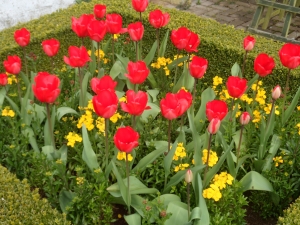 New use for Box Hedged Beds