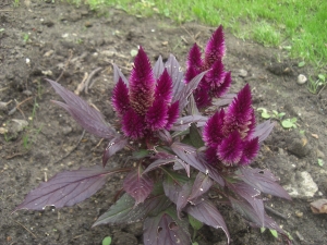 Flowers in our garden