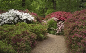 Isabella plantation - Richmond