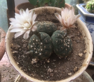 Gymnocalycium Ragonesei