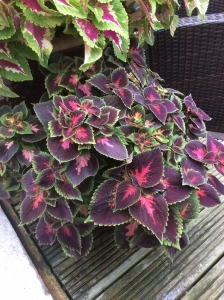 Coleus October 2017