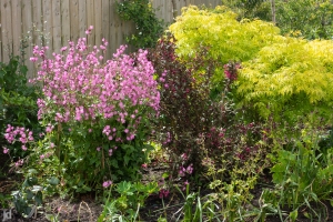 I've not seen Red Campion as bushy as this out in the wild!