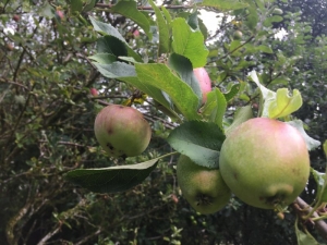 Looking for information and help identifying two apple trees.