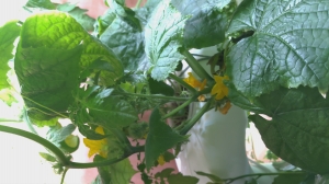 Cucumber flowers