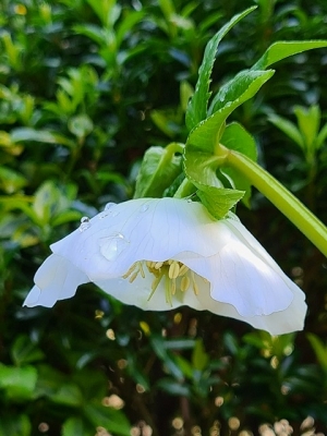 Pure white hellebore, grown from seedling.
Pic taken last week, sunshine after a light snow flurry.