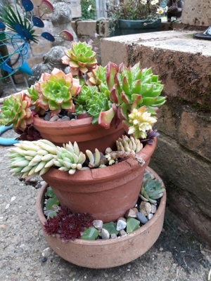 Tiered Succulent Planter