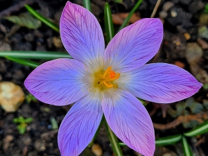 Close up of crocus