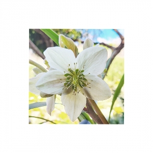 White hellebore, captured in spring sunshine.