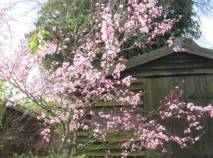 Ornamental Plum.
Prunus cerasifera