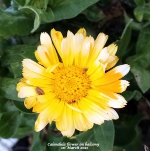 Yellow Calendula on balcony