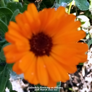 Orange  Calendula on balcony