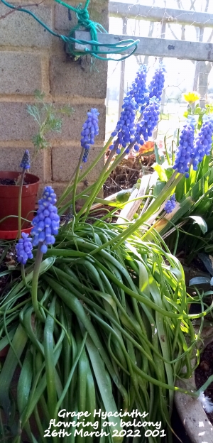 Grape Hyacinths flowering on balcony 26th March 2022