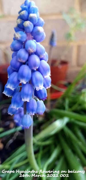 Grape Hyacinths flowering on balcony 26th March 2022