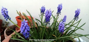 Grape Hyacinths flowering on balcony 26th March 2022