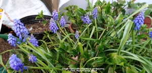 Grape Hyacinths flowering on balcony 26th March 2022